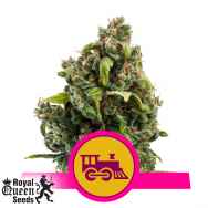Royal Queen Seeds Candy Kush Express Fast